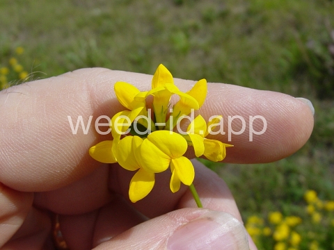 trefoil, birdsfoot